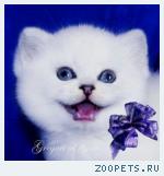 Британские котята серебристая шиншилла с изумрудными глазами