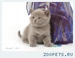 Британские котята голубые и лиловые. 
