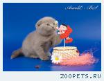 Шотландские короткошерстные котята 