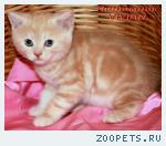 Британские мраморные котята из питомника VIVIAN.
