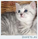 Британские мраморные котята из питомника VIVIAN.