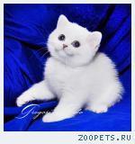 Эксклюзивные британские котята серебристая шиншилла-пойнт 