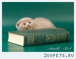 Шотландские короткошерстные котята 
