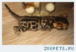 Бенгальские котята