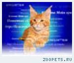 Чистокровные Котята Мейн Кун!