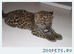 Котята леопарда panther pardus 