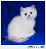 Британские котята серебристая шиншилла синеглазые