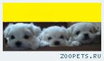 щенки мальтезе