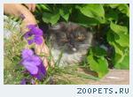 Пропал кот Том