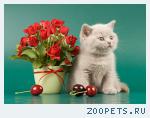 Лиловые британские котята.