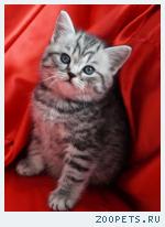 Шотландские вислоухие и прямоухие котята
