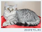 Шотландские вислоухие и прямоухие котята