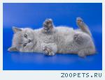 Британские котята голубые и лиловые. 