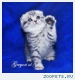 Вислоухие плюшевые серебристые котята 