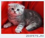 Шотландские вислоухие и прямоухие котята