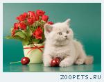 Британские котята.
