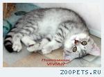 Британские котята вискас из питомника VIVIAN.