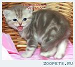 Британские мраморные котята из питомника VIVIAN.