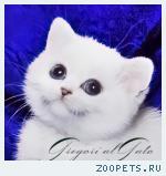 Британские серебристые котята шиншиллы шоу-класс