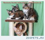Чистокровные Котята Мейн Кун!