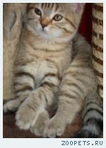 продажа британских котят