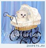 Британские серебристые котята шиншиллы шоу-класс