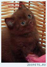 Британские шоколадные котята из питомника VIVIAN.