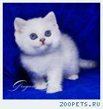 Британские серебристые котята шиншиллы шоу-класс