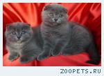 Шотландские вислоухие и прямоухие котята
