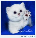 Британские серебристые котята шиншиллы шоу-класс