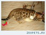 Бенгальские котята