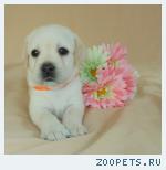 Щенки лабрадора ретривера.