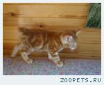 котята курильские бобтейлы