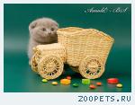 Шотландские вислоухие котята 