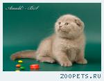 Шотландские короткошерстные котята 