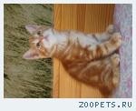 котята курильские бобтейлы