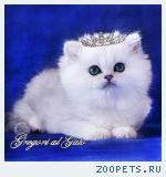 Британские длинношерстные серебристые котята шиншиллы