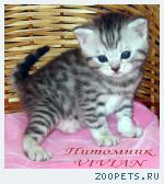 Британские котята вискас из питомника VIVIAN.