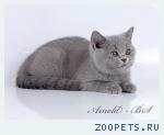 Британский котёнок 