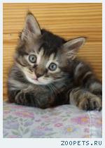котята курильские бобтейлы