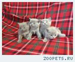 Британские котята
