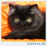 Персидский котик чёрный Black Pearls шоколадный мрамор