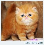 Персидский котик красный мрамор Leopold