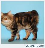 котята курильские бобтейлы