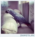 Пропал жако