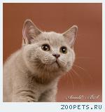 Британский лиловый котенок.