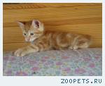 котята курильские бобтейлы