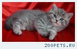 Шотландский КОТИК