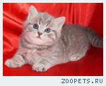 Шотландский КОТИК 