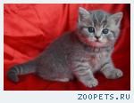 Шотландский КОТИК 